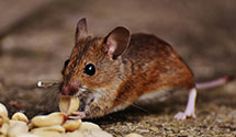 24 Hour & Emergency Exterminators in Council Hill, OK
